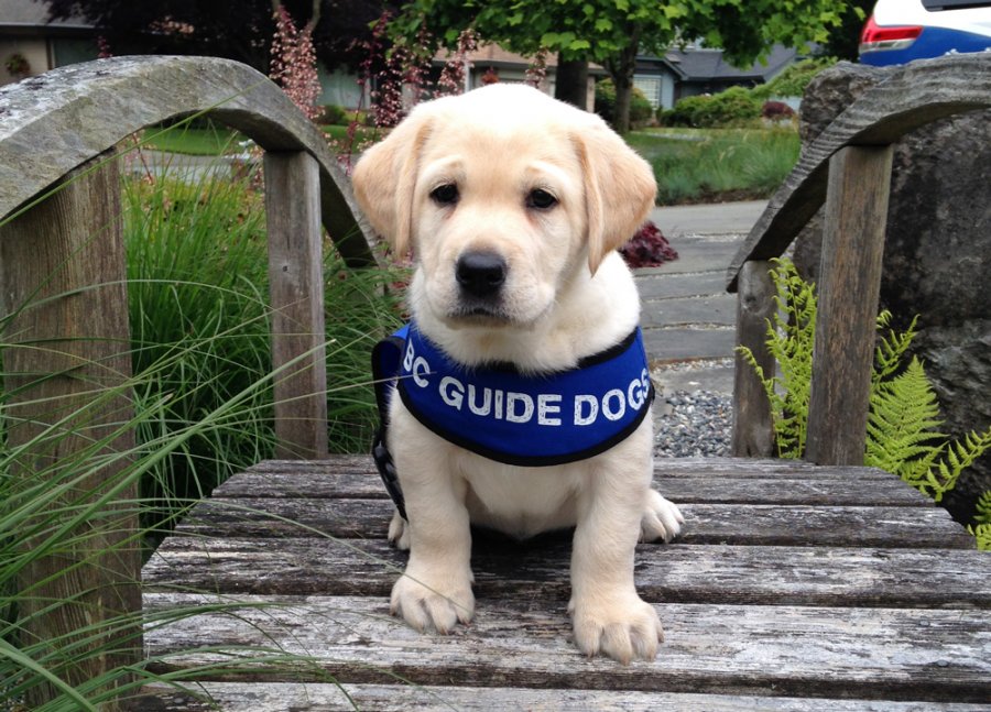 walk-for-guide-dogs-alberni-ca